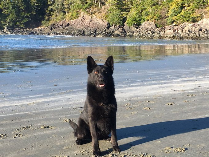 PSD Grimm Saanich Police K9